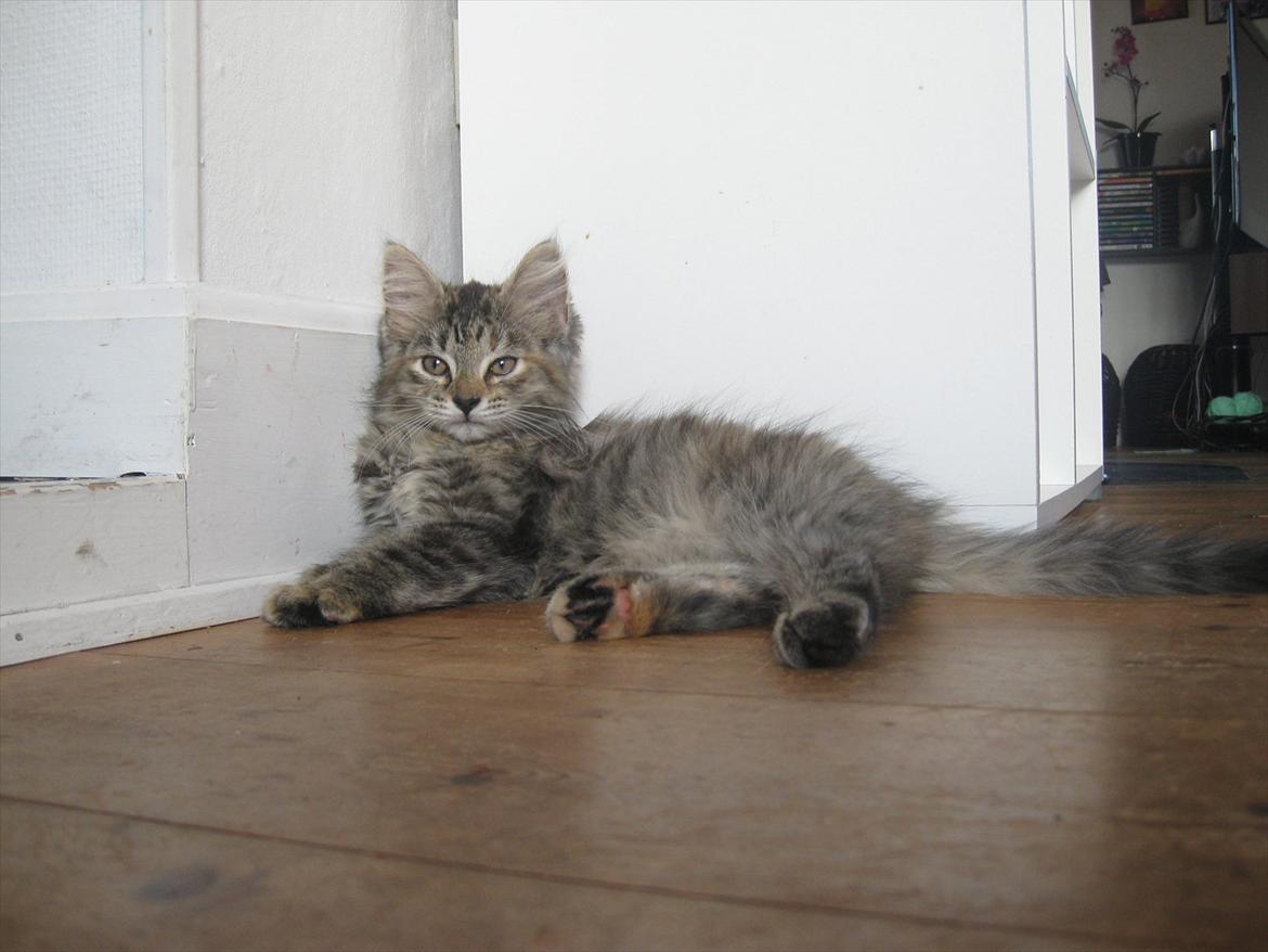 Huskat Sille billede 3