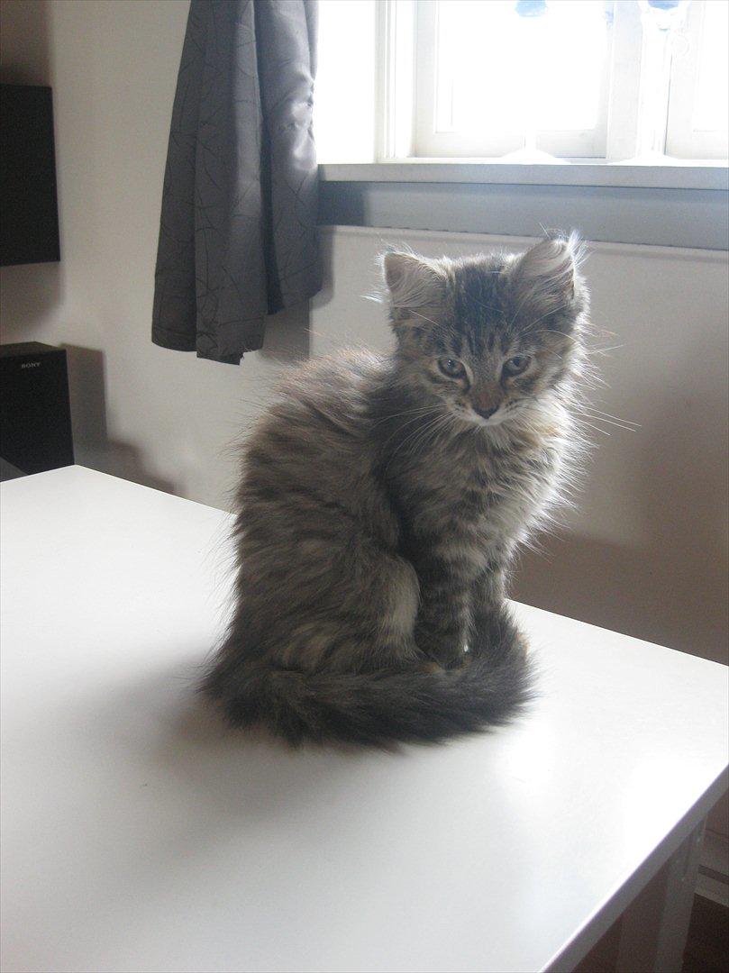 Huskat Sille billede 4