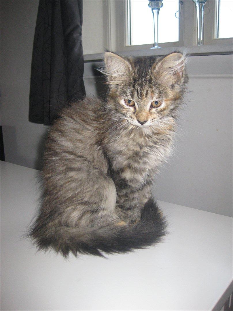 Huskat Sille billede 5