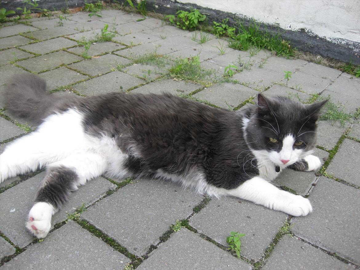 Huskat Bertram billede 1