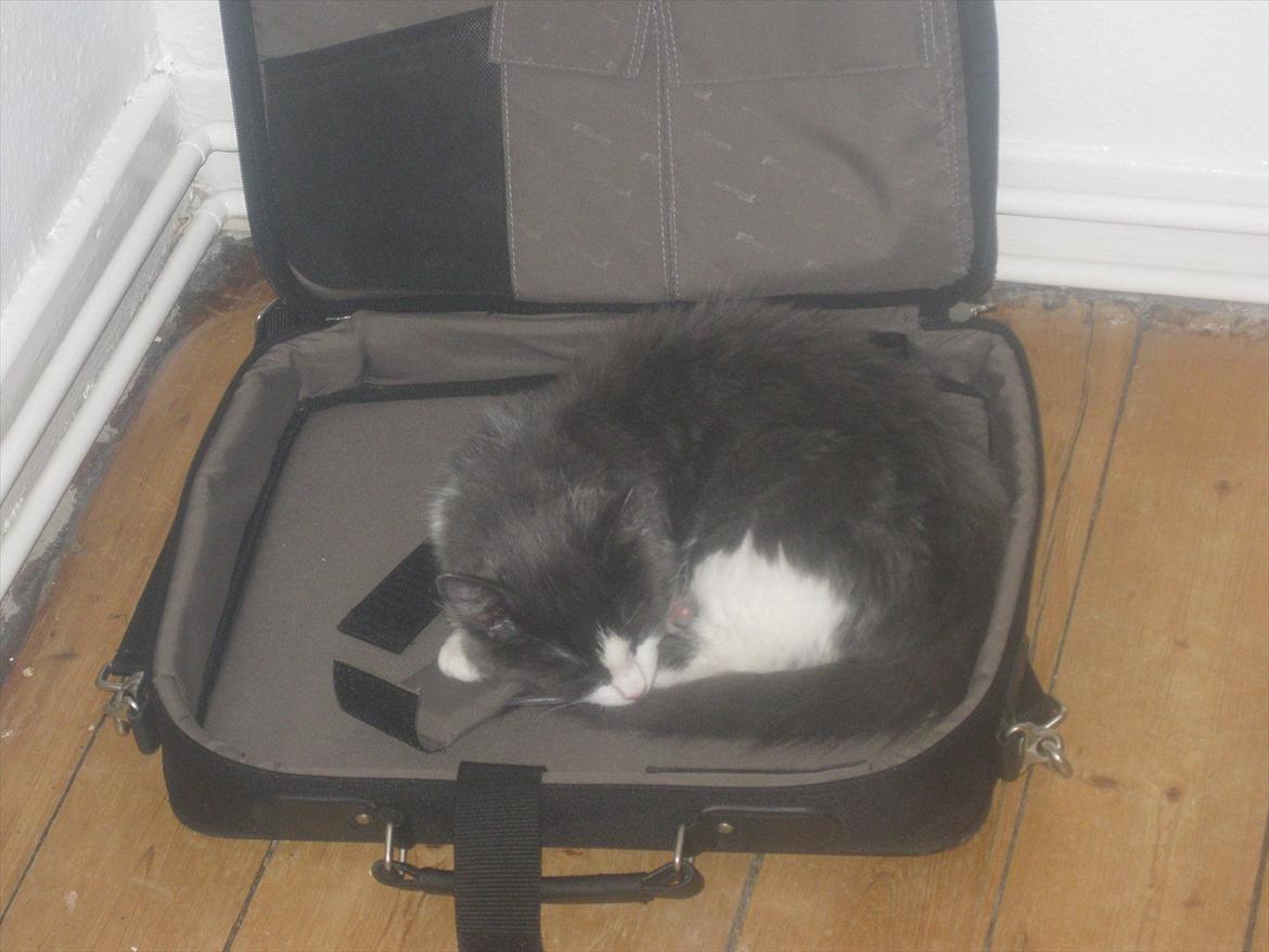 Huskat Bertram billede 2