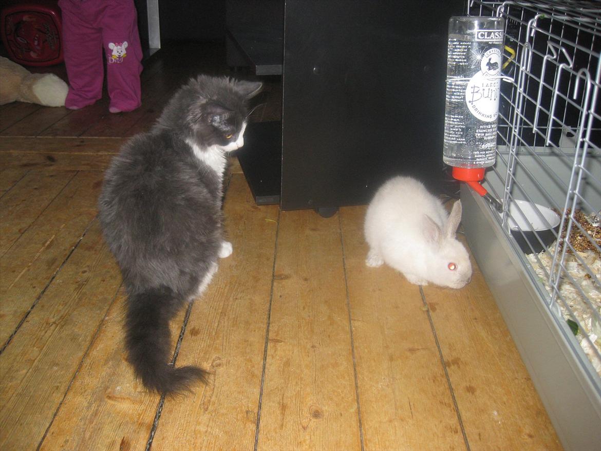 Huskat Bertram billede 3