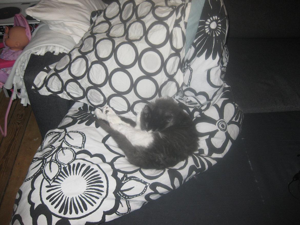 Huskat Bertram billede 4