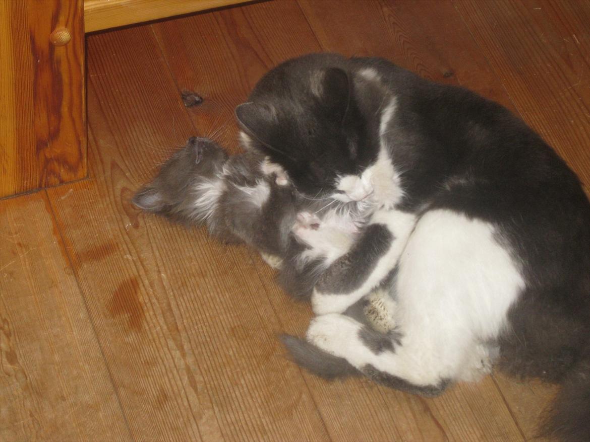 Huskat Bertram billede 5