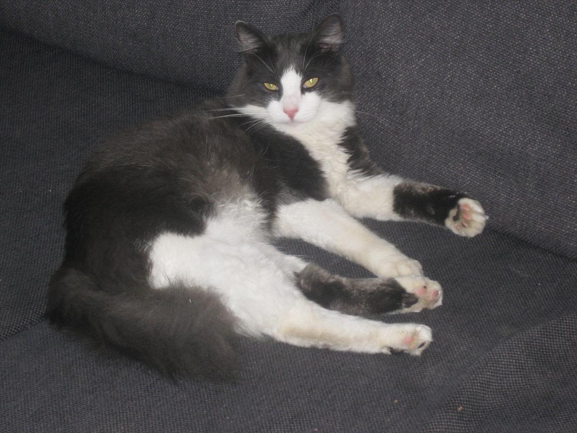 Huskat Bertram billede 6