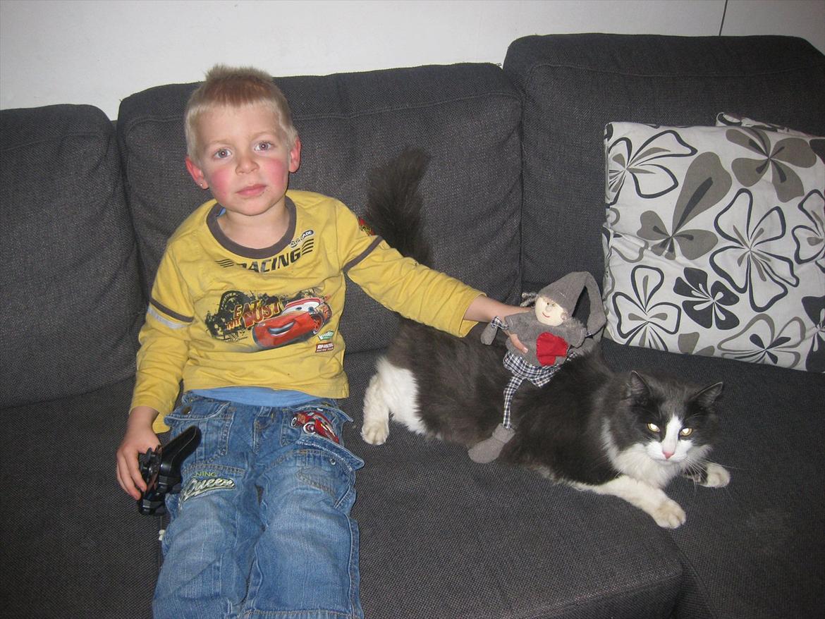 Huskat Bertram billede 7