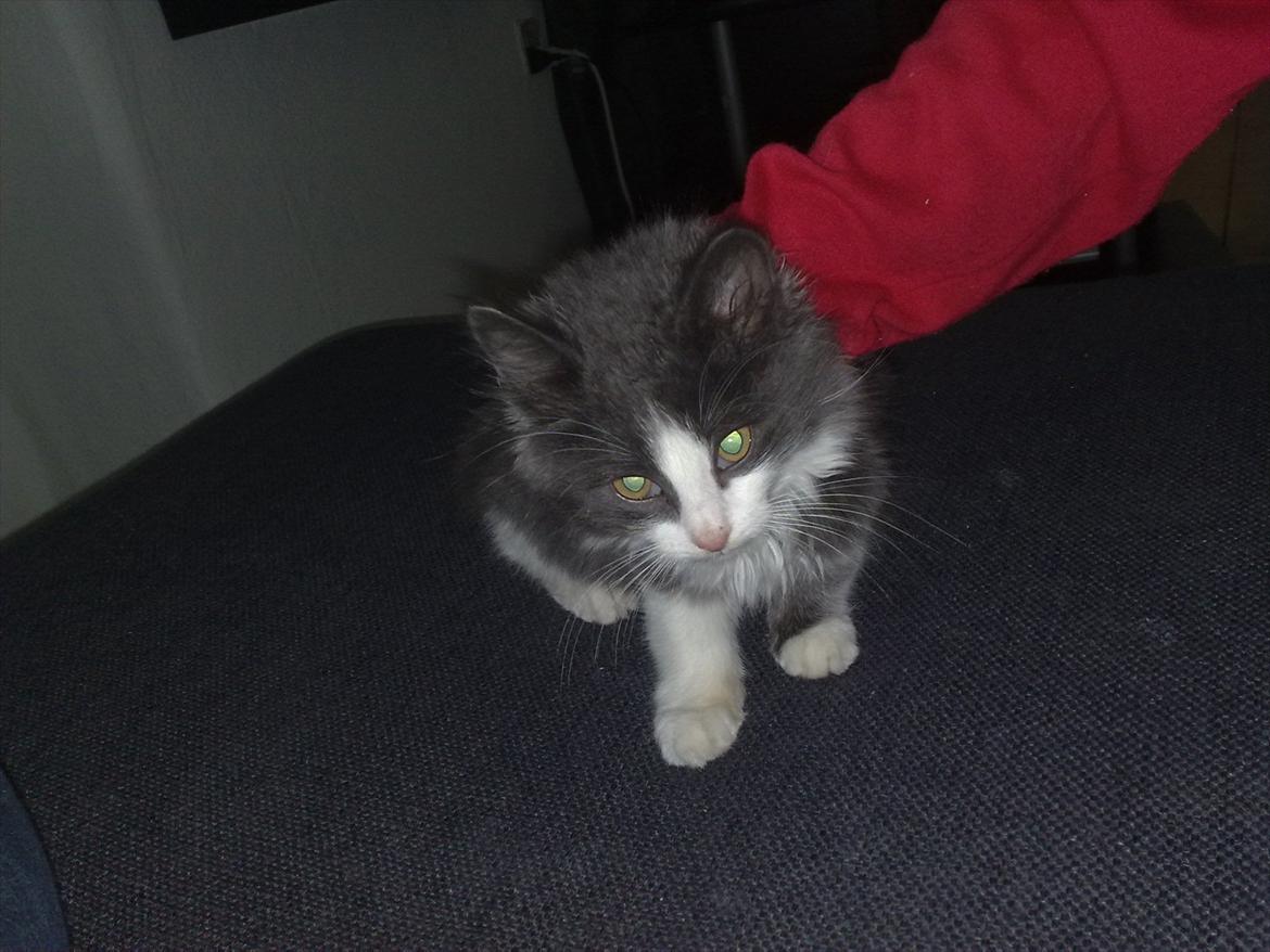 Huskat Bertram billede 8