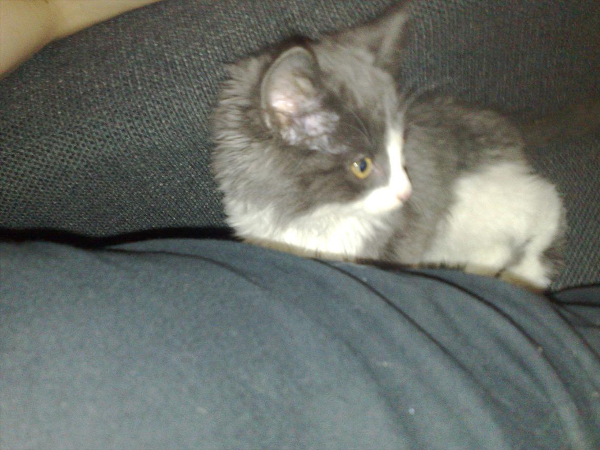 Huskat Bertram billede 9