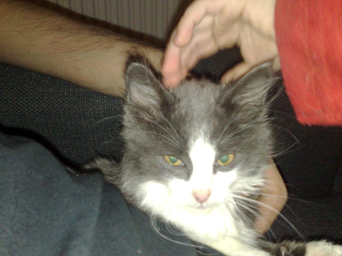 Huskat Bertram billede 10