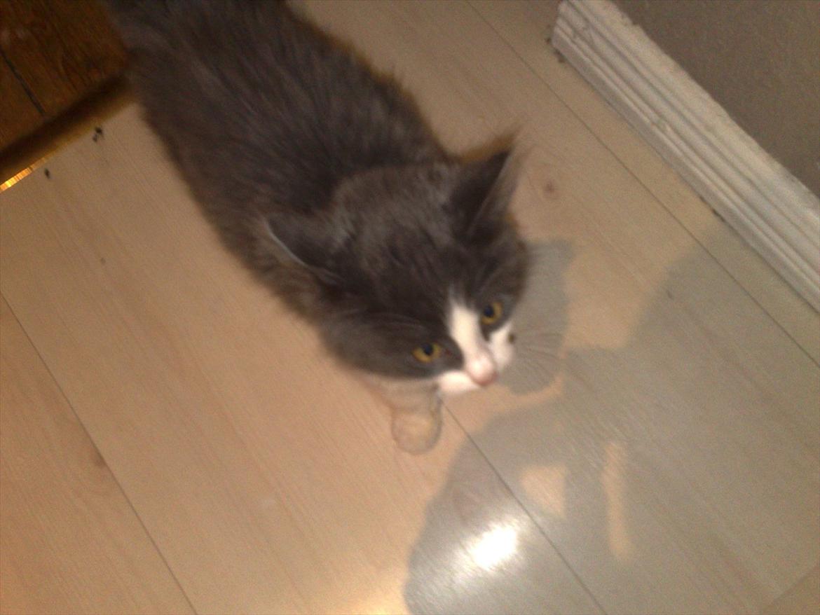 Huskat Bertram billede 11