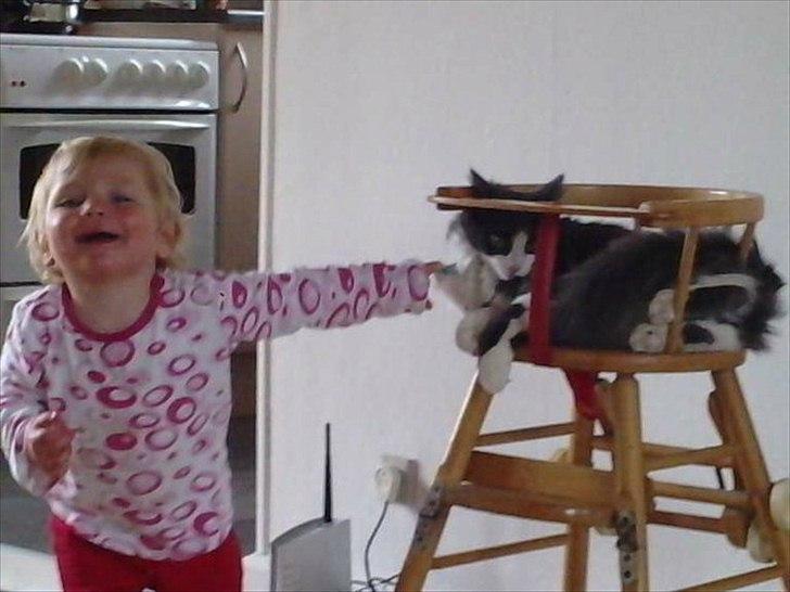 Huskat Bertram billede 12