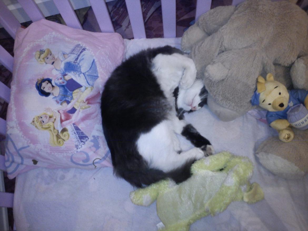 Huskat Bertram billede 13