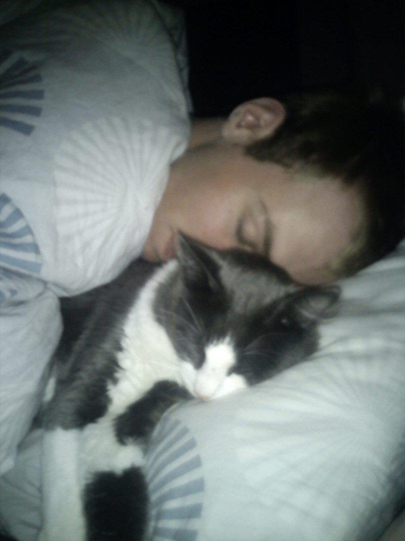 Huskat Bertram billede 14