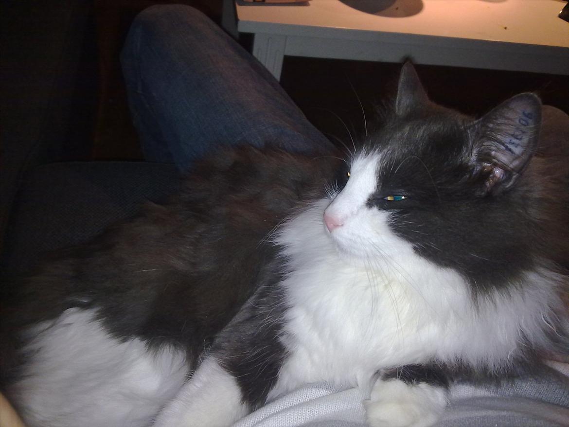 Huskat Bertram billede 15