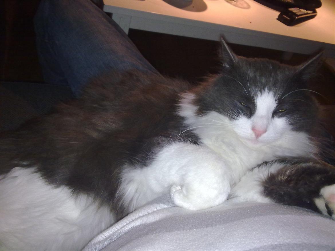 Huskat Bertram billede 16