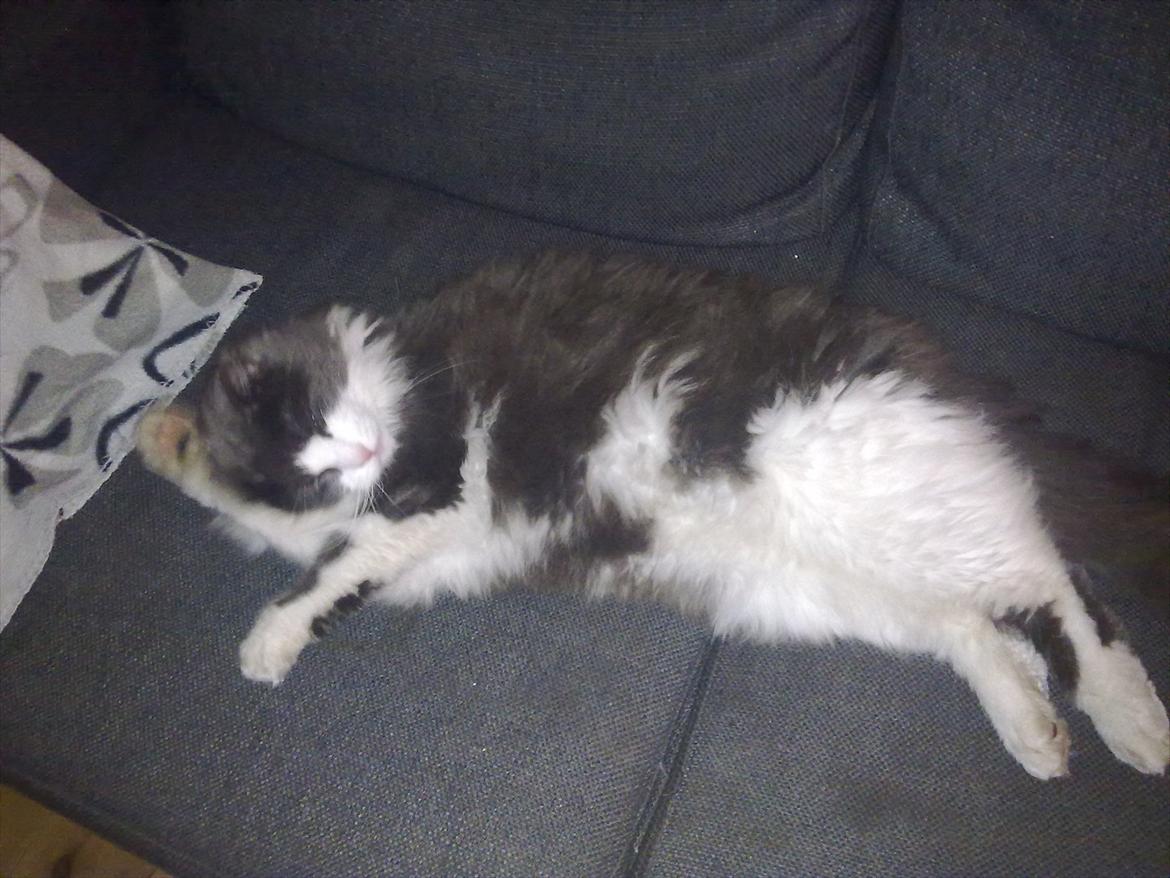 Huskat Bertram billede 17