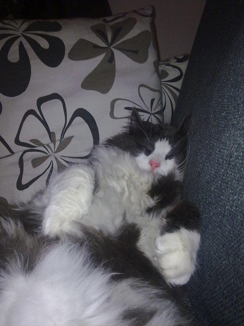 Huskat Bertram billede 18