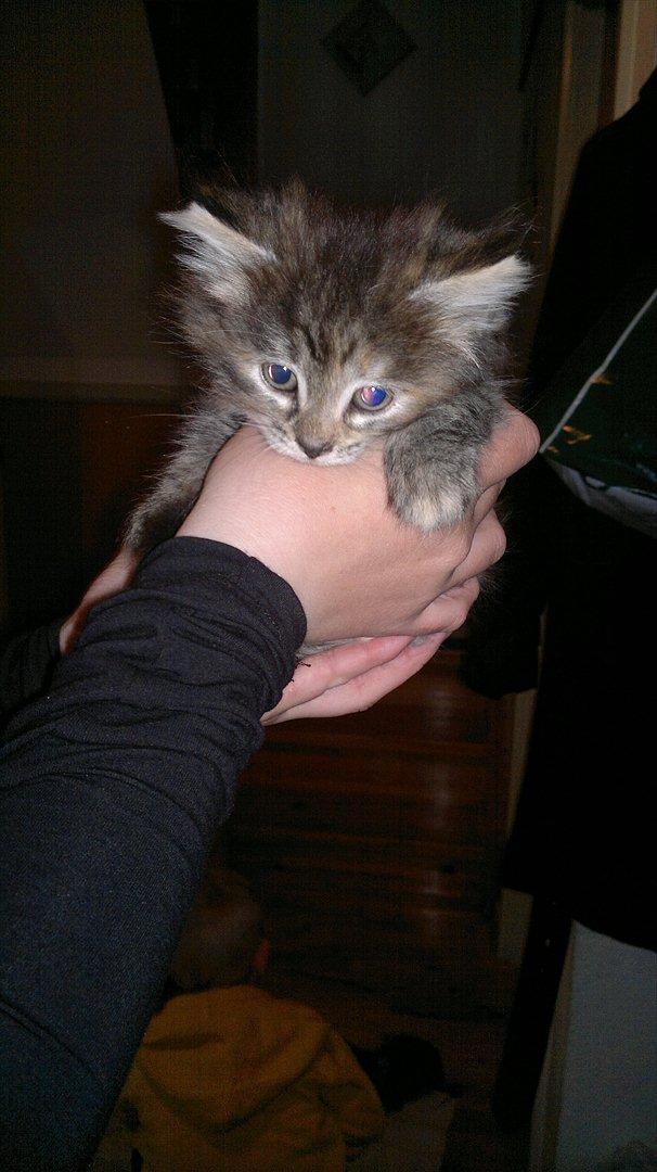 Huskat Sille billede 6