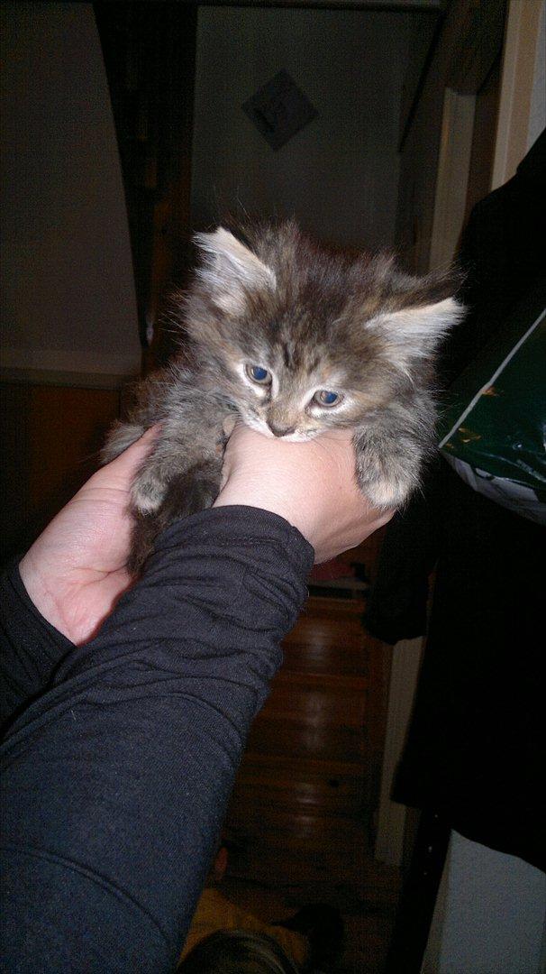 Huskat Sille billede 7