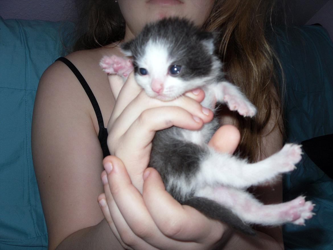 Huskat Bella billede 6