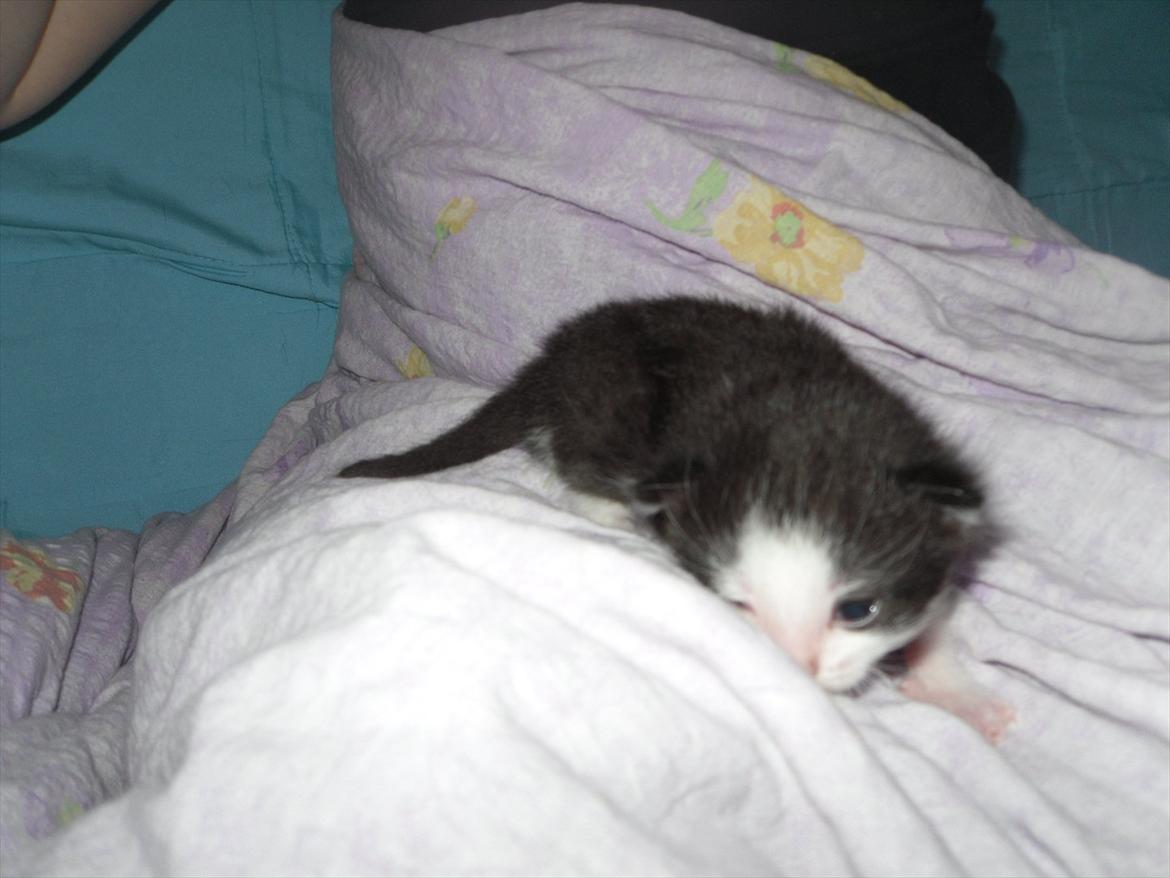 Huskat Bella billede 7