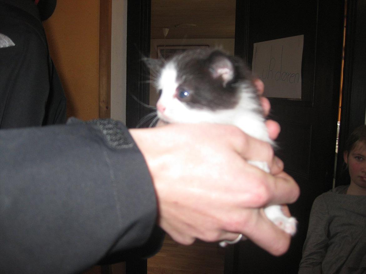 Huskat Bella billede 8