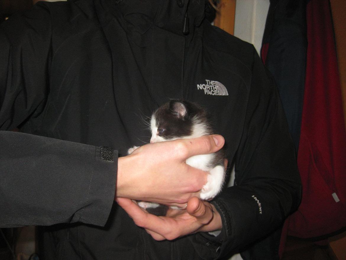 Huskat Bella billede 9