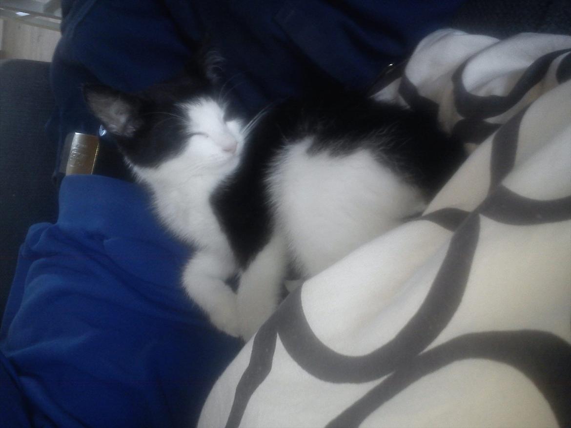 Huskat Bella billede 10