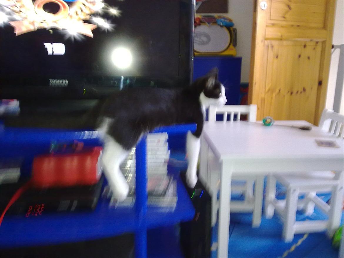 Huskat Bella billede 11