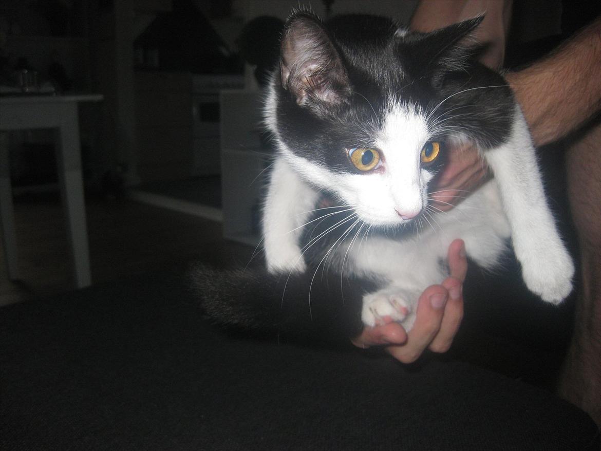 Huskat Bella billede 12