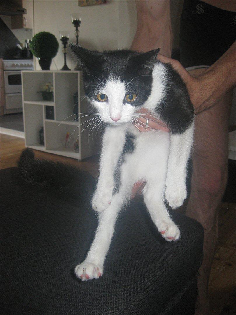 Huskat Bella billede 13