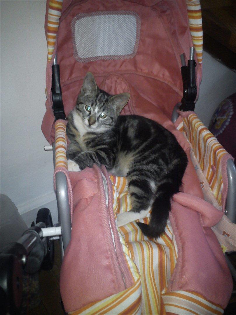 Huskat Molly billede 1