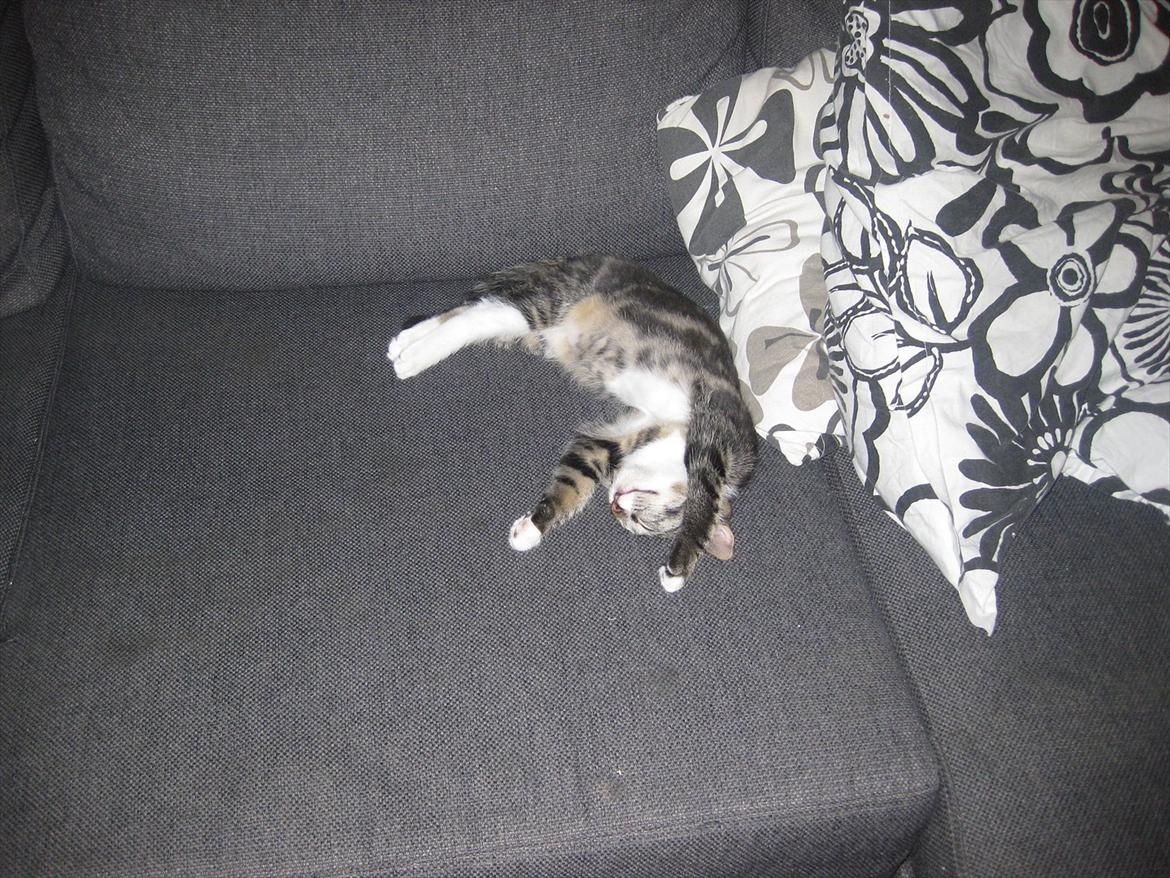 Huskat Molly billede 2