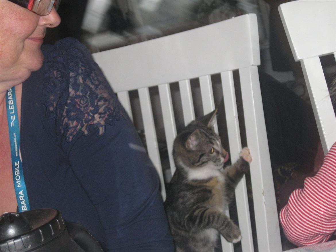 Huskat Molly billede 3