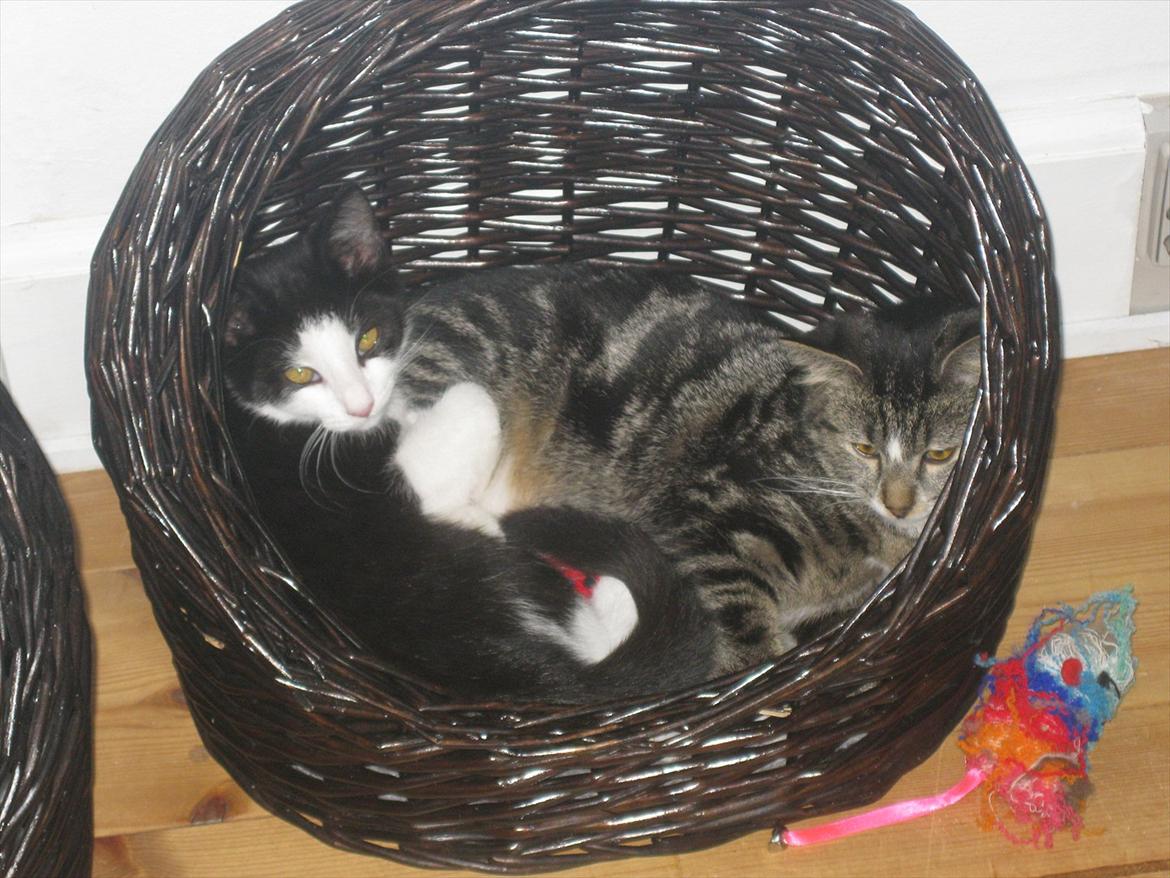 Huskat Molly billede 4