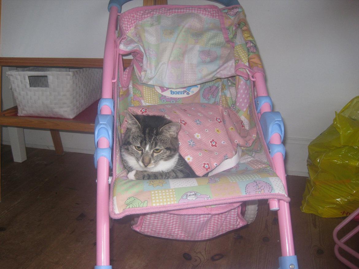 Huskat Molly billede 5