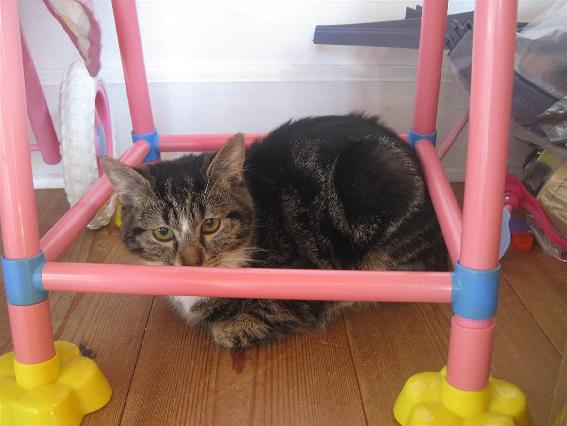 Huskat Molly billede 6