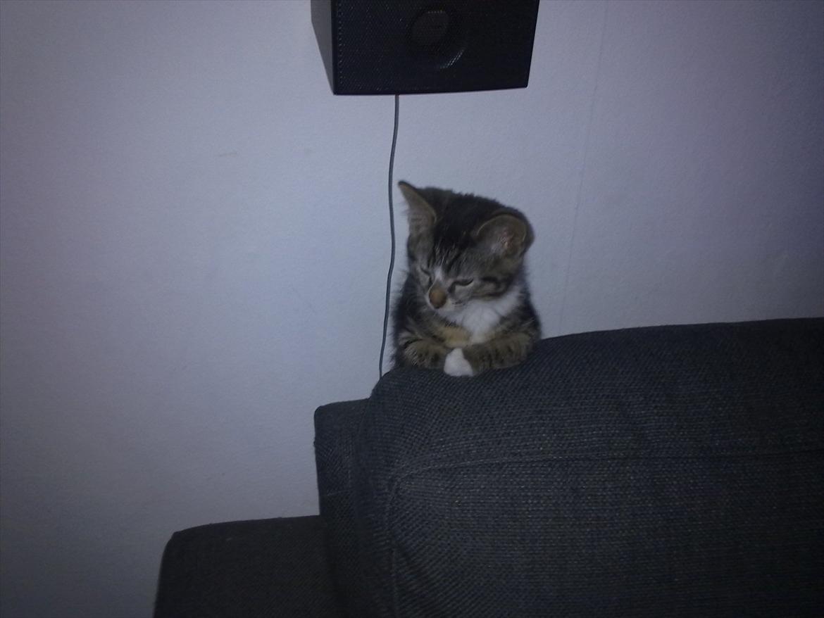 Huskat Molly billede 7