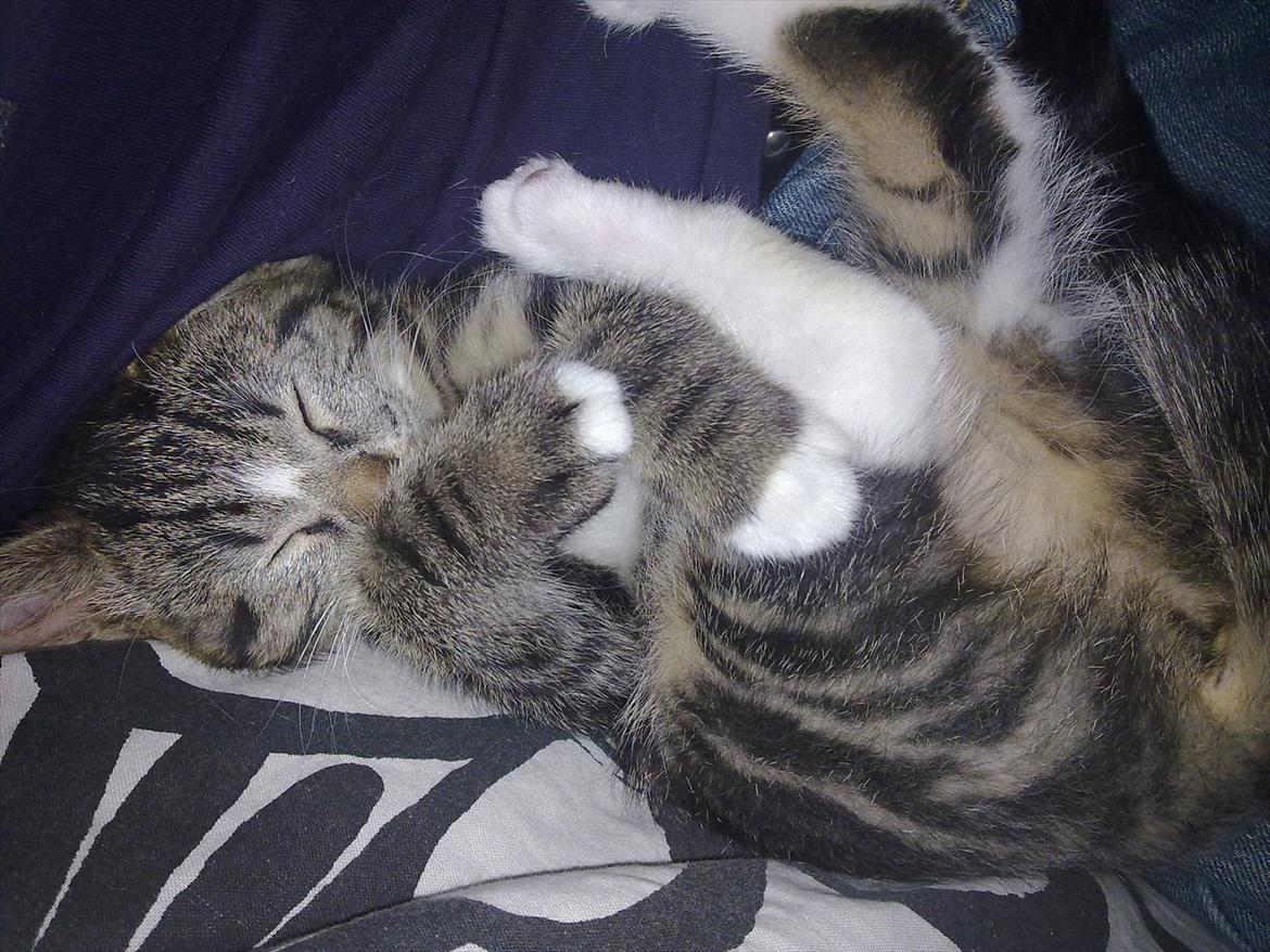 Huskat Molly billede 8