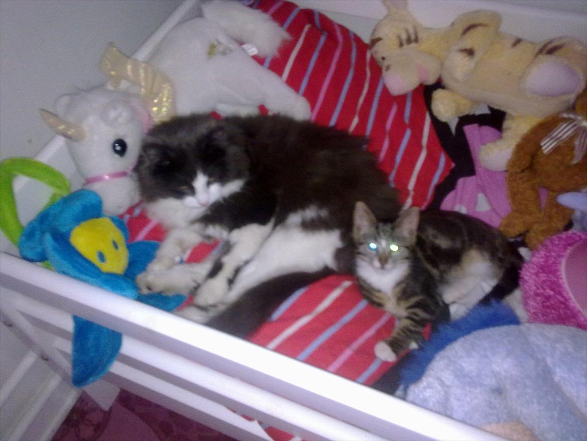 Huskat Molly billede 9