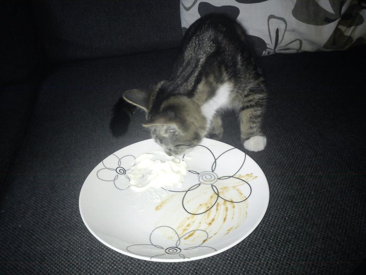 Huskat Molly billede 10