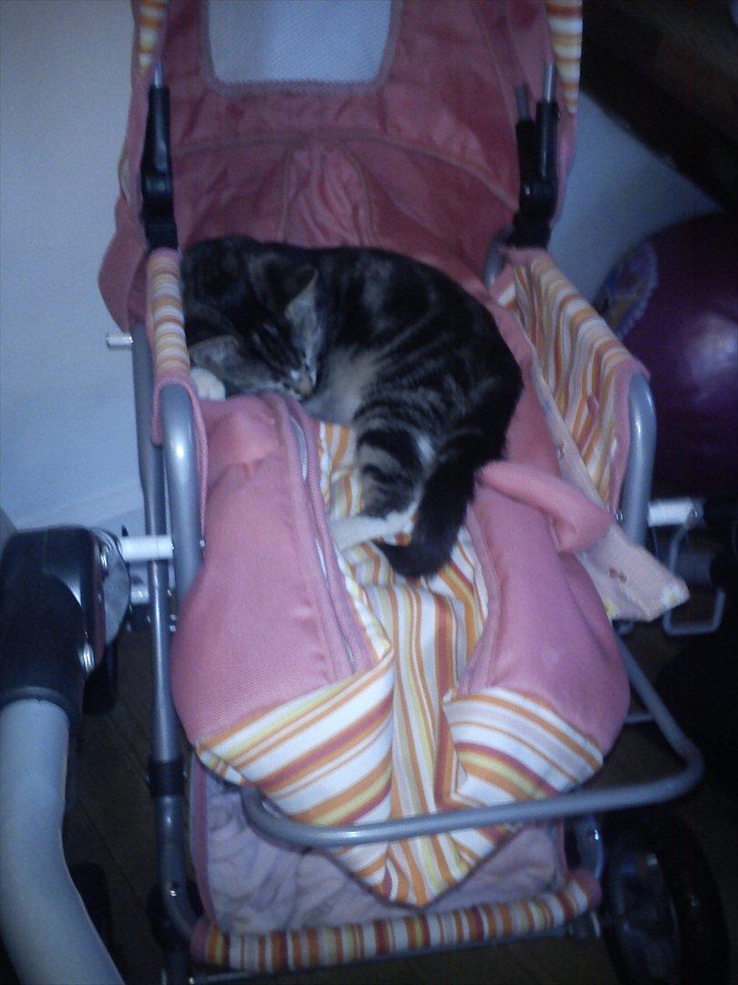 Huskat Molly billede 11