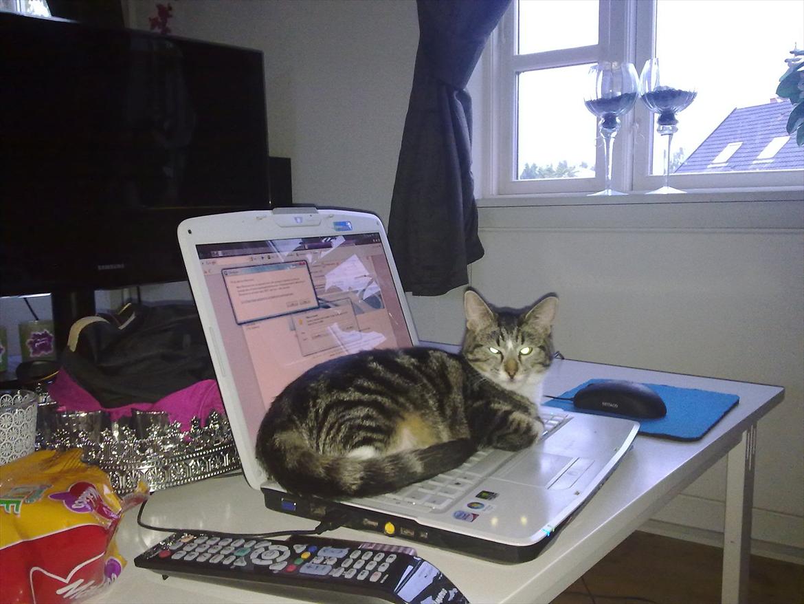 Huskat Molly billede 12