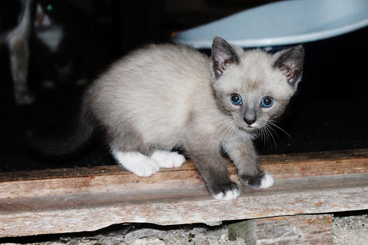 Blanding af racer spenny billede 11