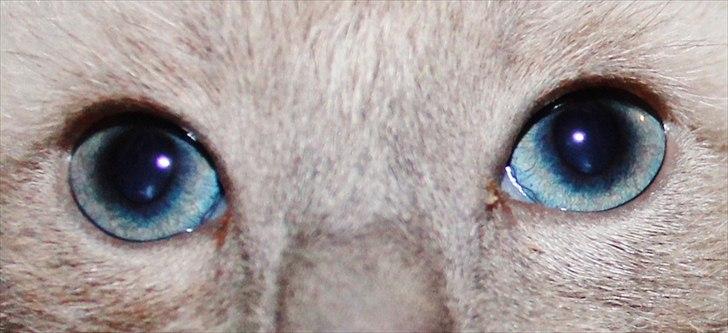 Blanding af racer spenny - de smukke killinge øjne billede 12