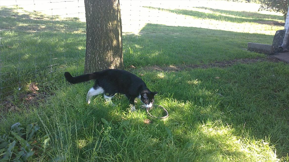 Huskat Morgan - morgan udenfor uden snor for første gang ..  billede 20