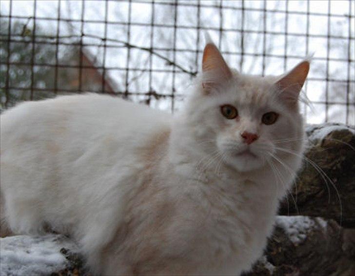 Maine Coon Tickle Me billede 2