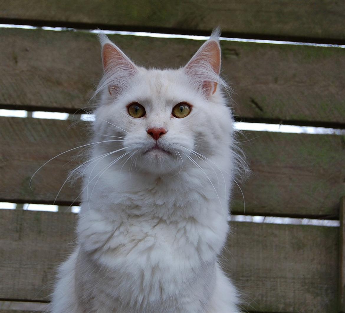 Maine Coon Tickle Me billede 3