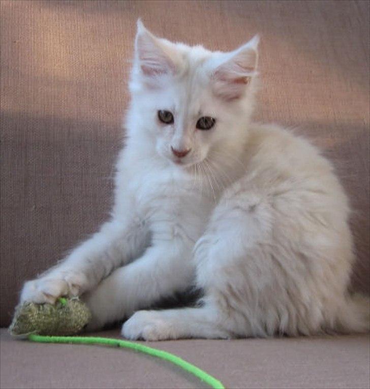 Maine Coon Tickle Me billede 4