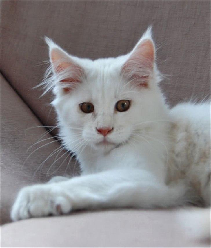 Maine Coon Tickle Me billede 6